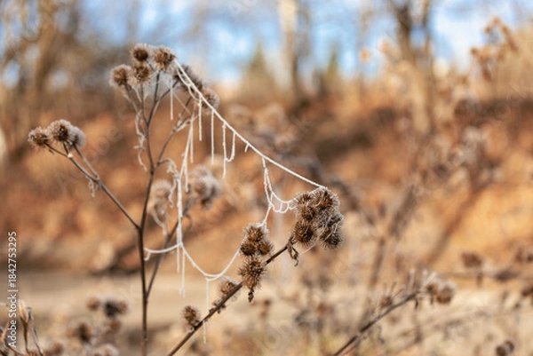 Obraz Zmrożona pajęczyna