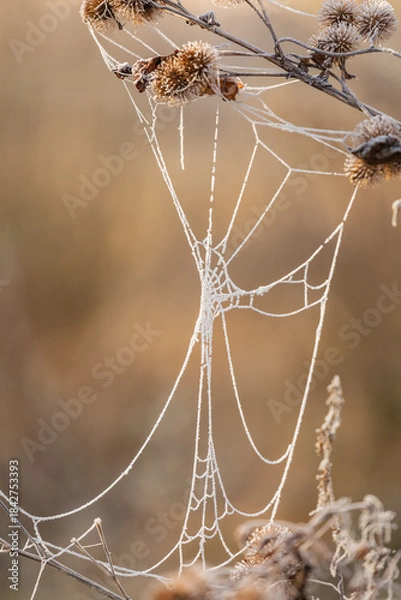 Obraz Zmrożona pajęczyna