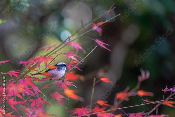 Obraz 紅葉とエナガ