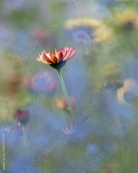 Obraz 冬枯れ前の花