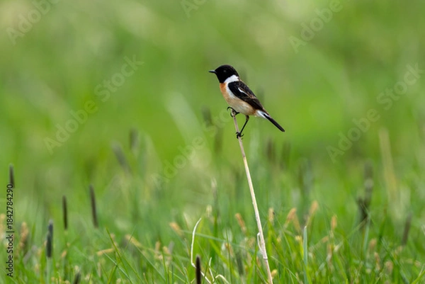 Obraz 草原の中の野鳥