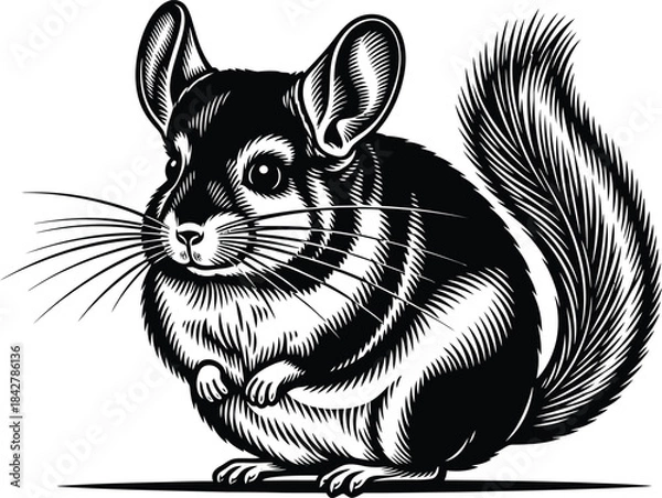 Obraz Chinchilla detailed illustration