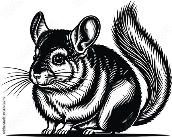 Obraz Chinchilla Illustration Black And White Vector