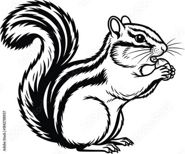 Obraz Squirrel holding nut detailed vector drawing