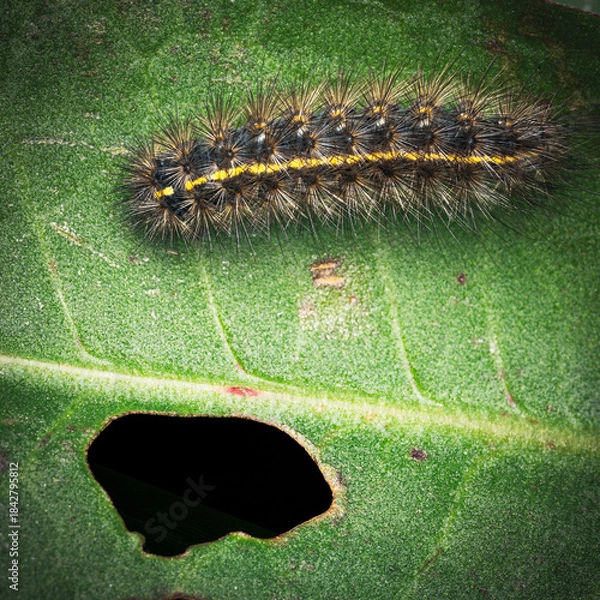 Obraz caterpillar on a leaf
