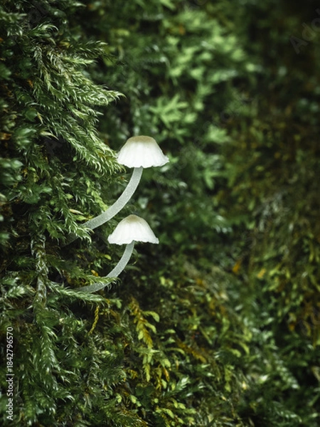 Obraz mushroom in the forest