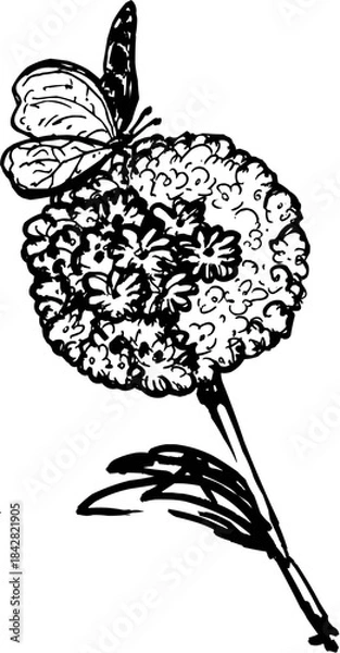 Fototapeta Line Art Outline Hydrangea Flower with Butterfly Sketch