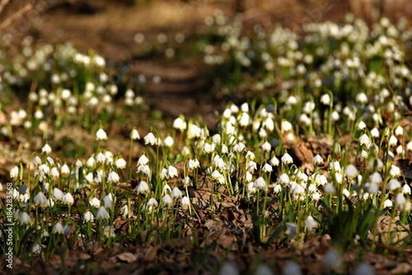 Obraz Ein Weg mit vielen Märzenbechern