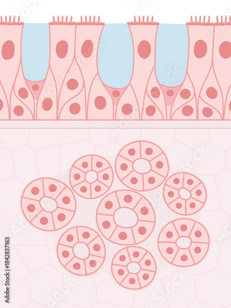 Obraz 多列線毛上皮と腺細胞のイラスト素材