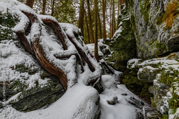 Obraz 663-46 Snow on Cedar Roots
