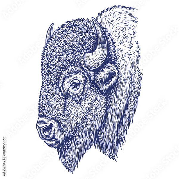 Obraz Detailed engraving style portrait of a bison head