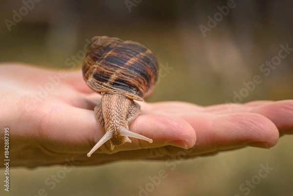 Fototapeta A hand holding a snail