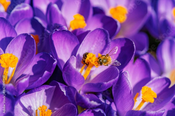 Obraz Purple crocus close up with bee.
