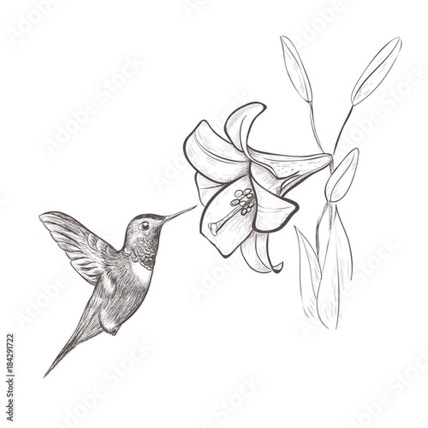 Fototapeta Hummingbird bird nectar flower. Hummingbird and lily