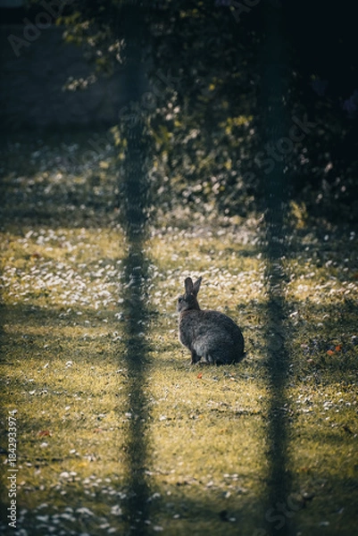 Obraz Blick durch einen Zaun: Hase