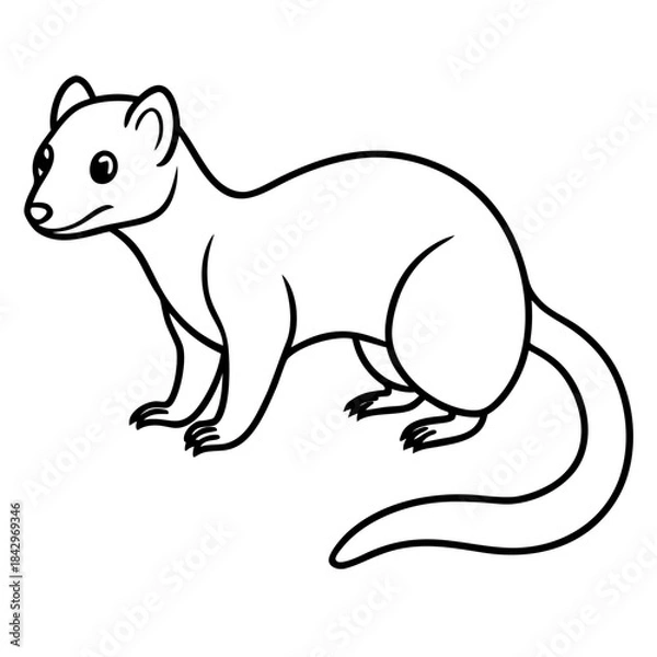Fototapeta Dwarf Mongoose Line Art Vector Illustration on White Background