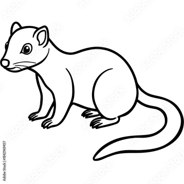 Fototapeta Dwarf Mongoose Line Art Vector Illustration on White Background