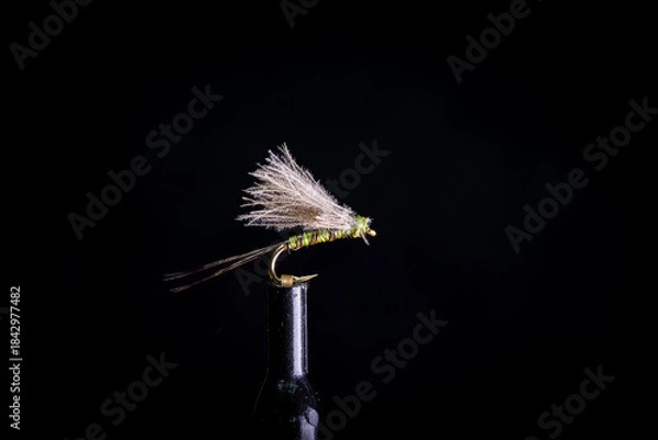 Fototapeta Trockenfliege 