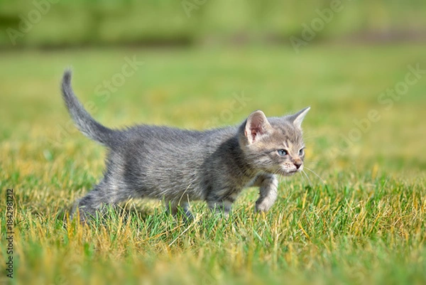 Obraz Hunting small tabby kitten