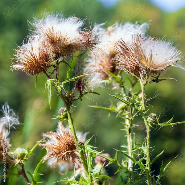 Obraz Carduus crispus closeup