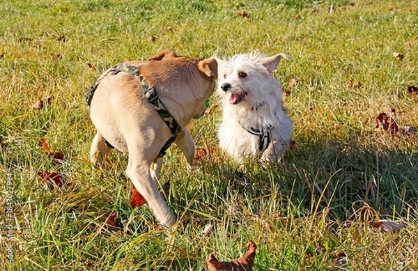 Obraz 2 spielende Hunde