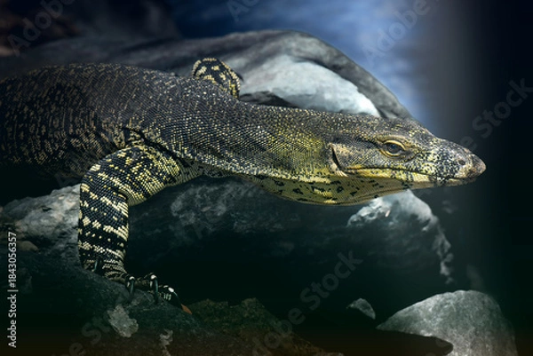 Obraz Lace monitor out hunting for food at Mount Coot-tha in Brisbane, Queensland.