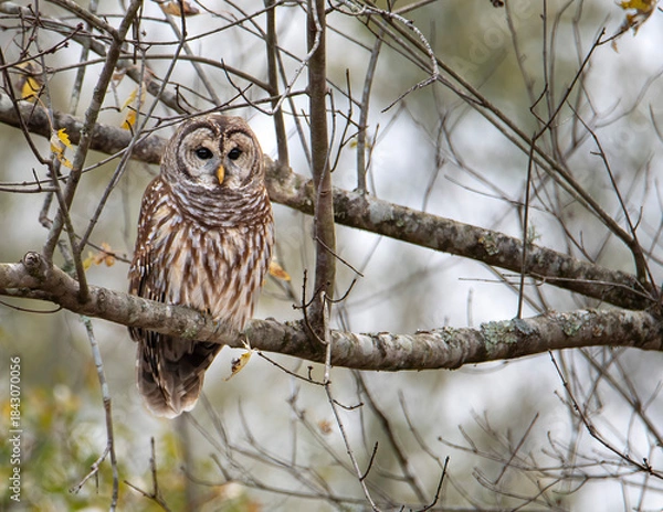 Obraz Barred Owl Perched