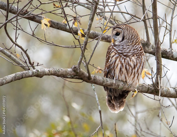 Obraz Barred Owl Perched