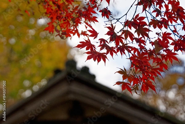 Obraz Foreground of Fall