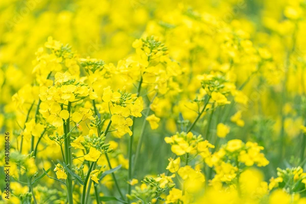 Obraz 菜の花畑の風景
