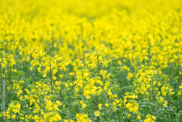 Obraz 菜の花畑の風景