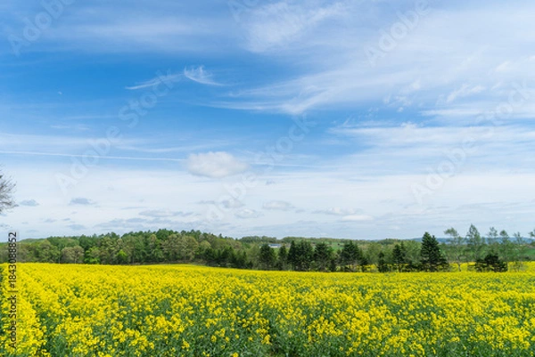 Obraz 菜の花畑の風景