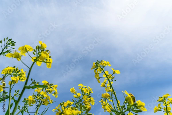 Obraz 菜の花畑の風景