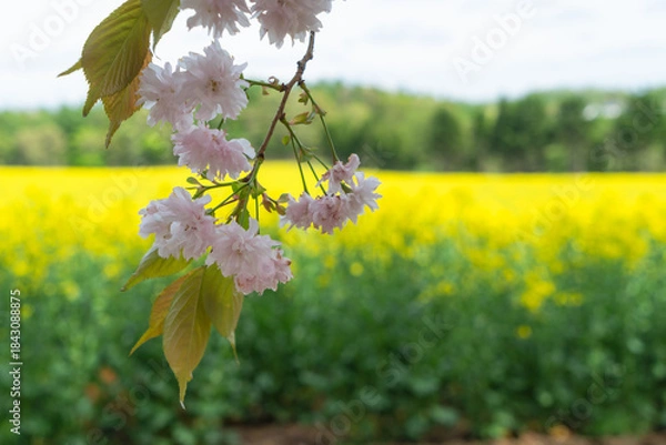 Obraz 菜の花畑の風景