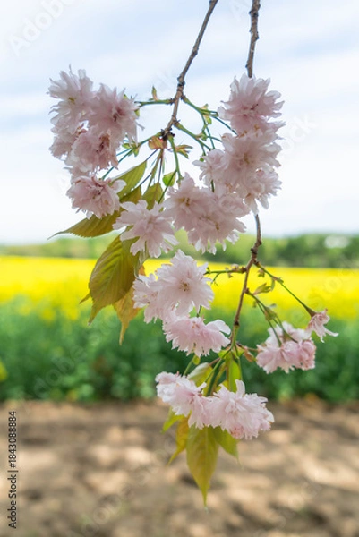 Obraz 菜の花畑の風景