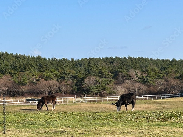 Obraz 尻屋崎　馬