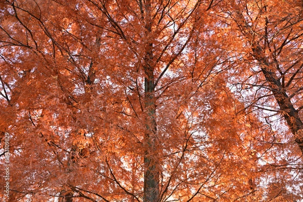 Obraz 紅葉したメタセコイア