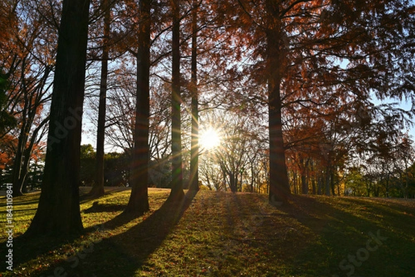 Obraz 紅葉したメタセコイア