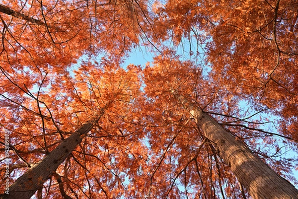 Obraz 紅葉したメタセコイア