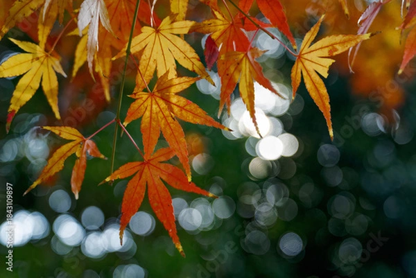 Obraz Suspended in Light