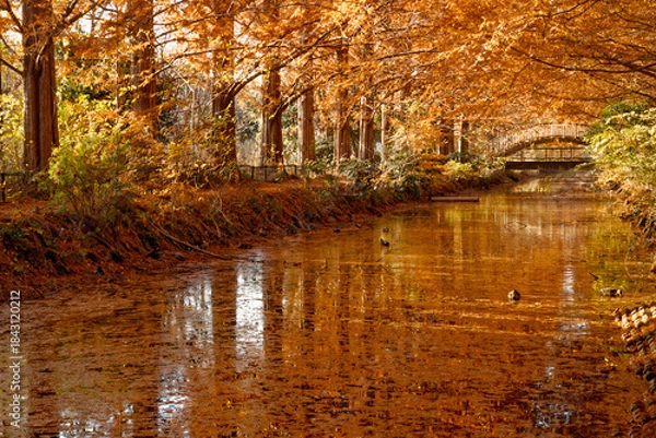 Obraz Where Autumn Flows