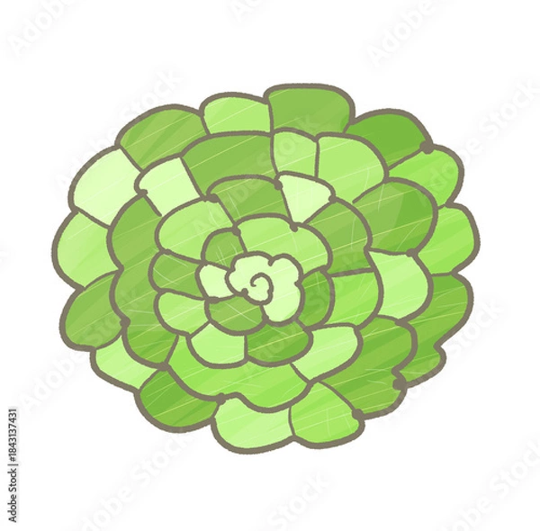 Fototapeta R:もっとメルヘンな野菜☆タアサイ