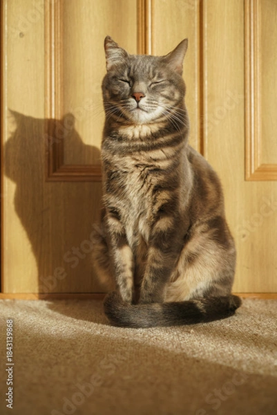 Obraz グレーの猫