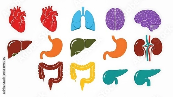 Fototapeta Collection of diverse human internal organs illustrated in a vibrant, simplified vector style, showcasing essential anatomical structures for educational and medical design purposes