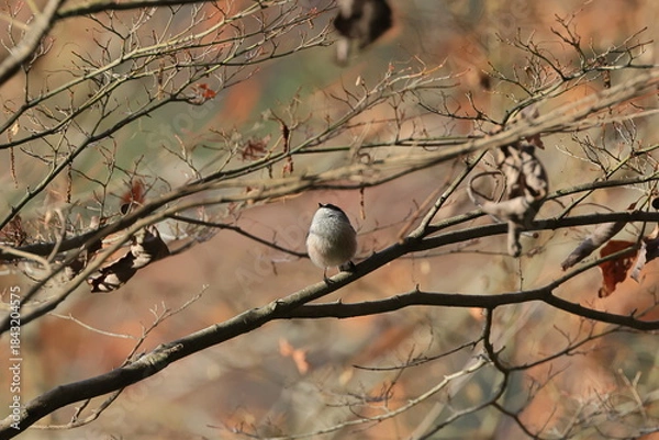 Fototapeta deciduous Maple tree and Long-tailed Tit rounded by the cold