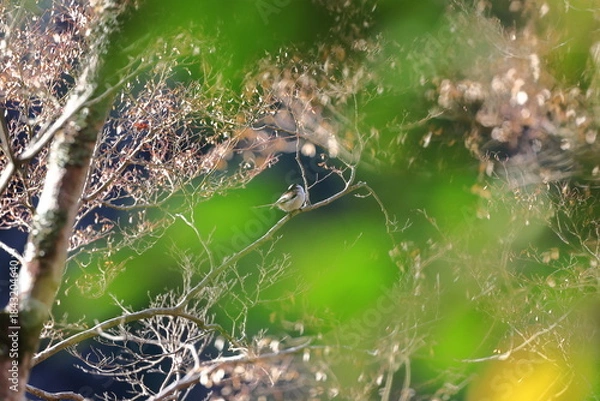 Fototapeta deciduous Maple tree seen beyond the evergreen tree