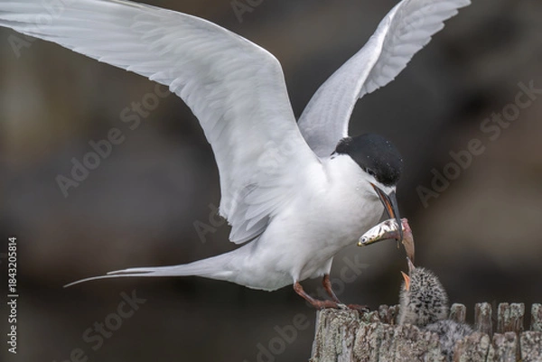 Obraz Feeding time for a Black headed tern chick