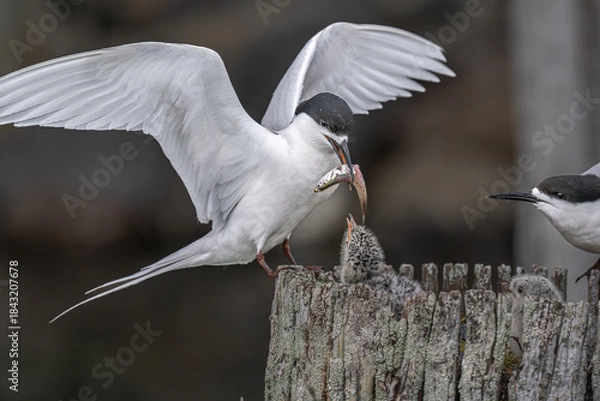 Obraz Feeding time for a Black headed tern chick