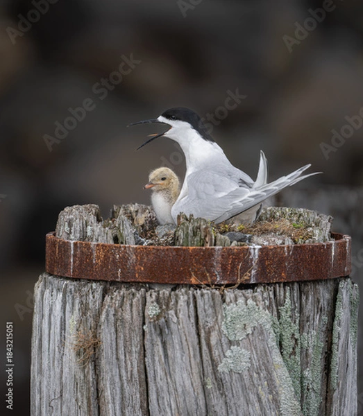 Obraz Nesting terns feeding time