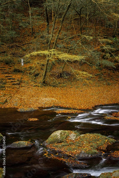 Obraz 熊本-【菊池渓谷の紅葉】
